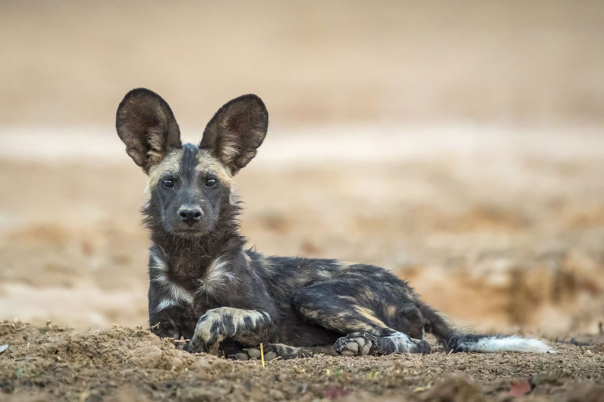 African wild dog pup with his ears up looking at the camera – Mana Pools Zimbabwe