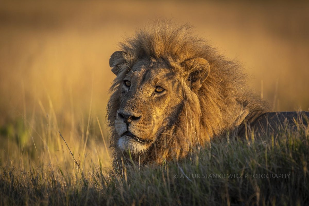Male lion resting at sunrise in Okavango