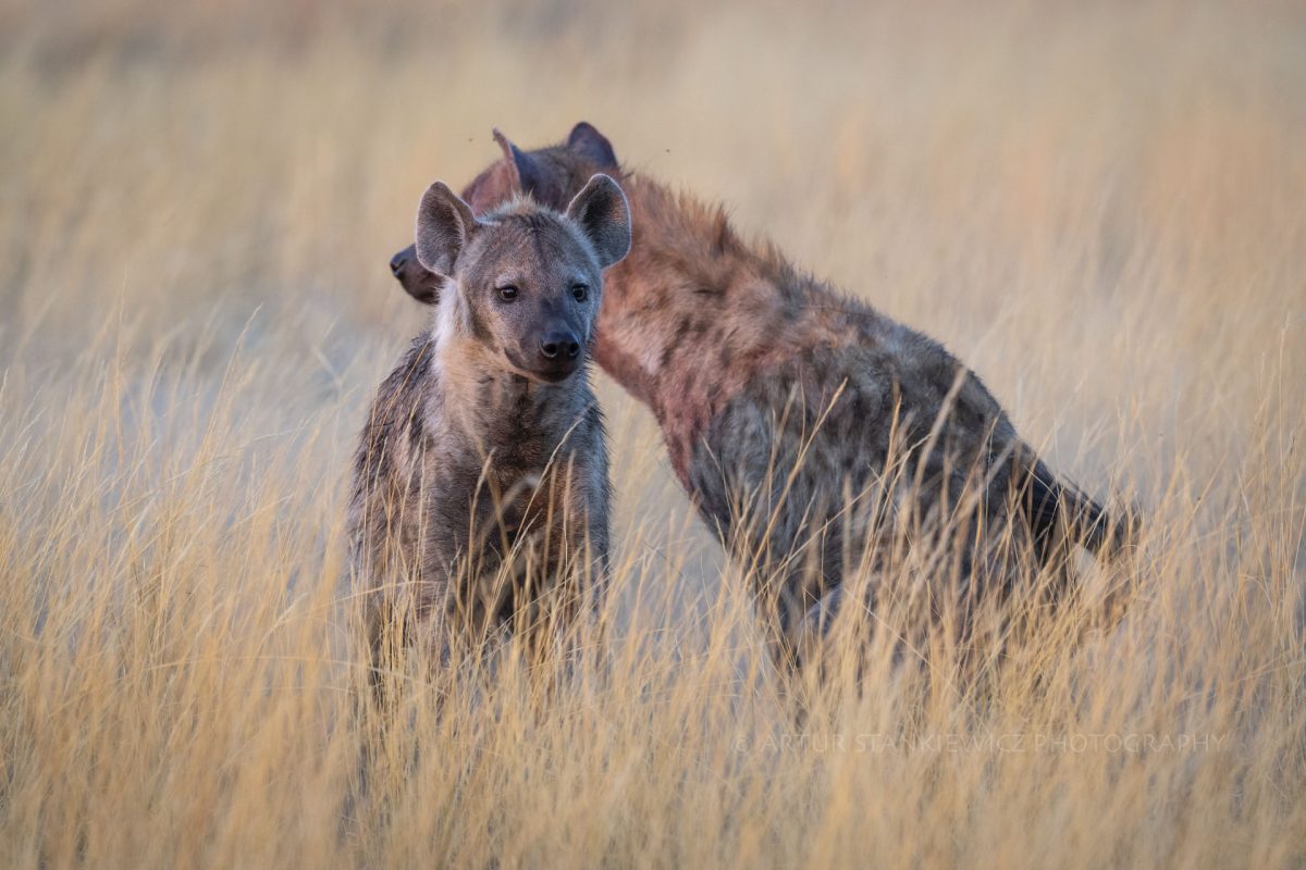 Spotted hyena among the dry grass in Okavango