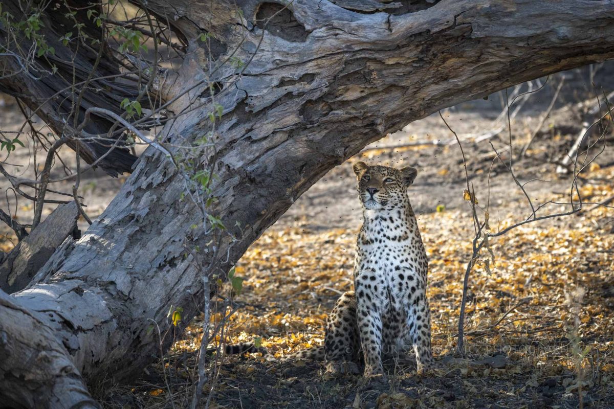 Female leopard under the log with the flies swarm over his head in Okavango