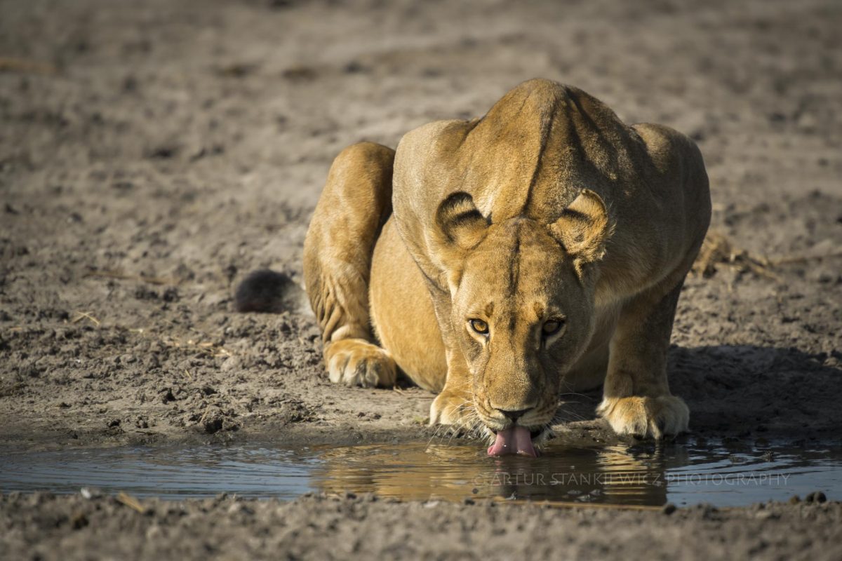 Pregnant lioness drinking from a pool in Linyanti