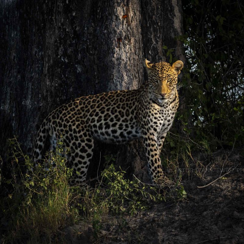 Male leopard at sunset in Okavango