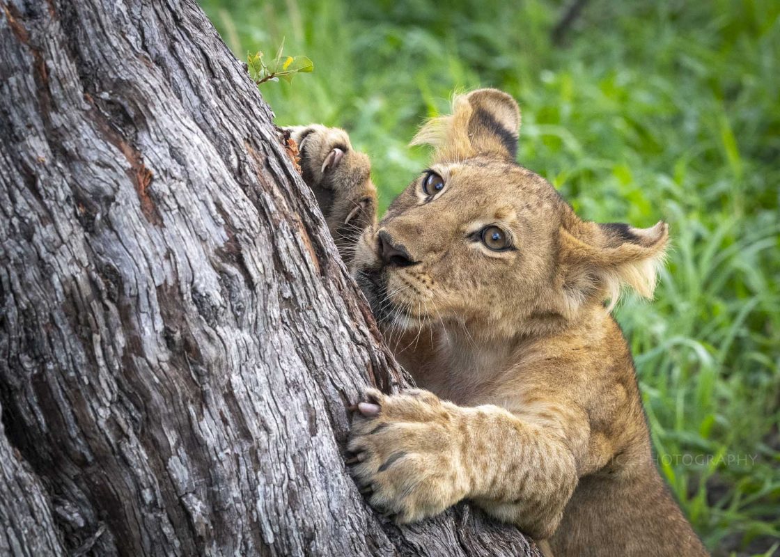 Lion cub on a scratch post in Okavango