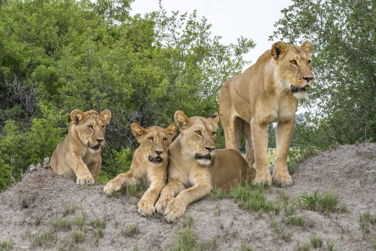Lionesses and cubs on a mound in Okavango