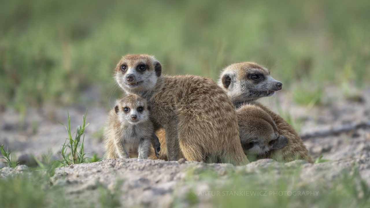 Meerkat family in Makgadikgadi