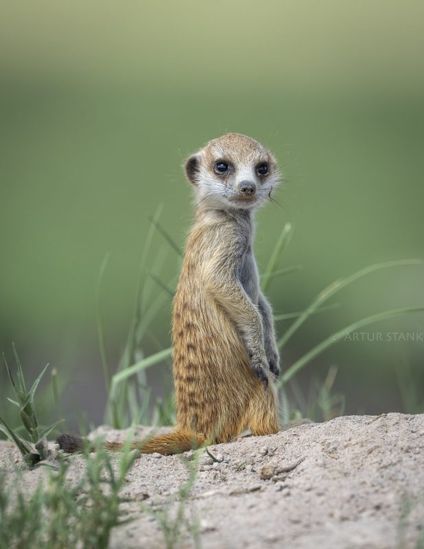 Baby meerkat in Makgadikgadi