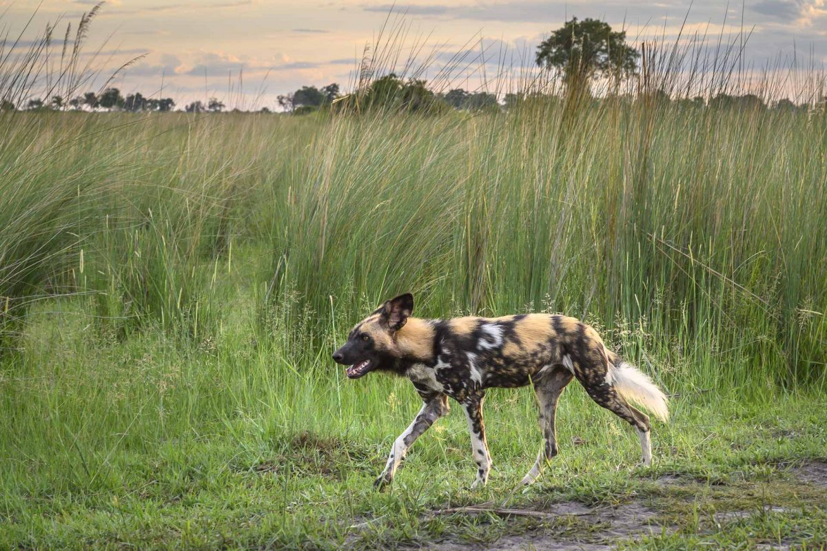 African painted dog at sunset in Okavango
