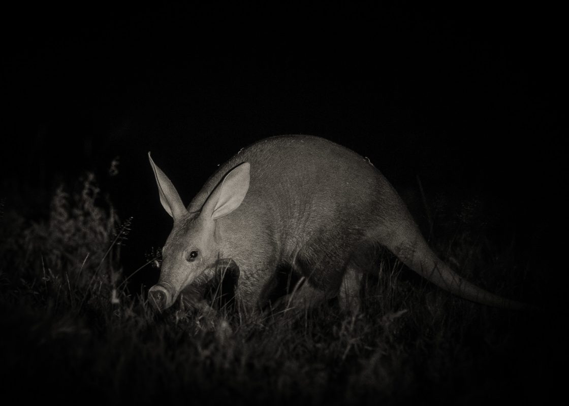 Aardvark at night in Makgadikgadi