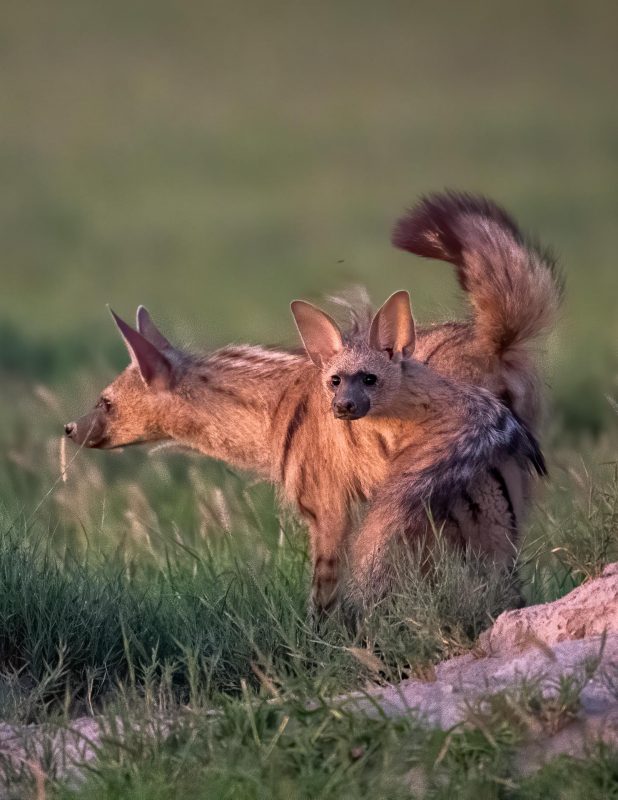 Aardwolf in Makgadikgadi