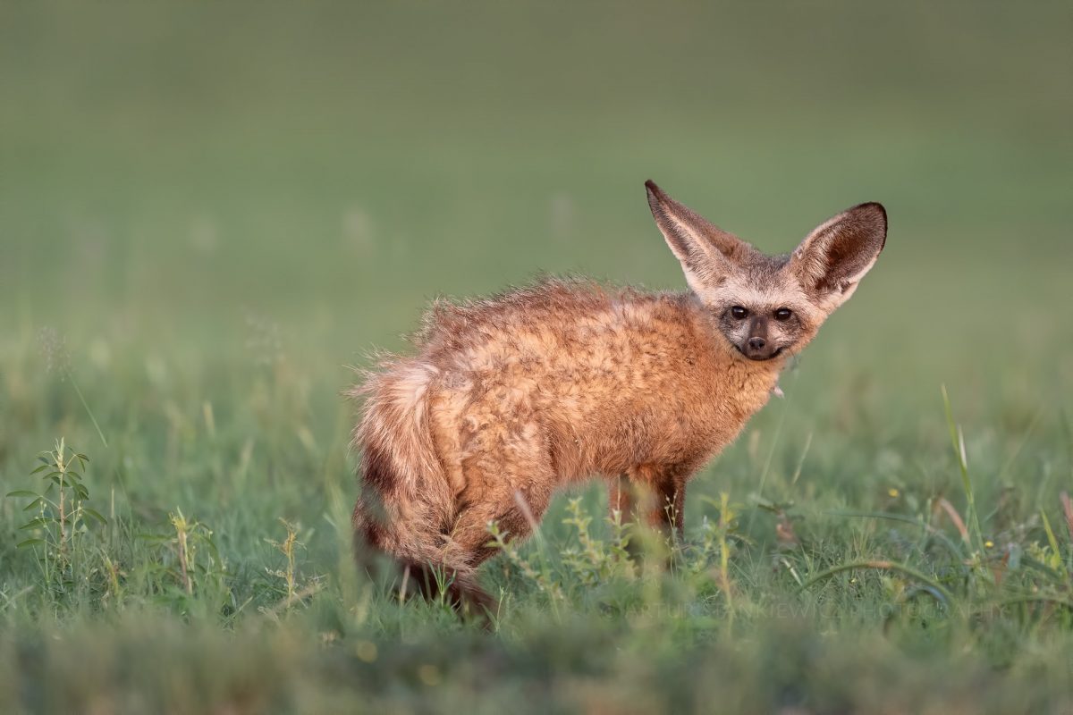 Bat-eared fox at sunrise in Makgadikgadi