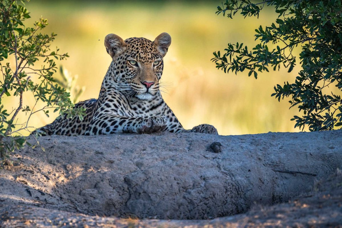 Male leopard waiting above warthog den in the Okavango