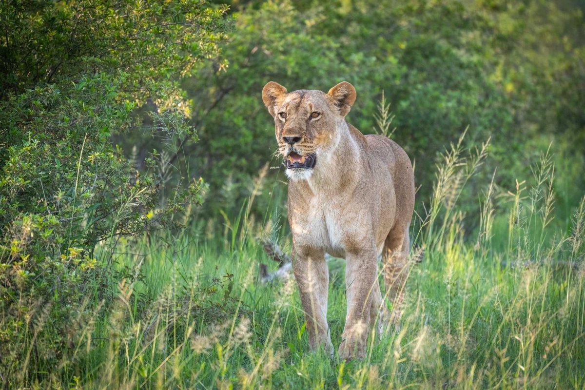 Lioness looking for a prey in Linyanti