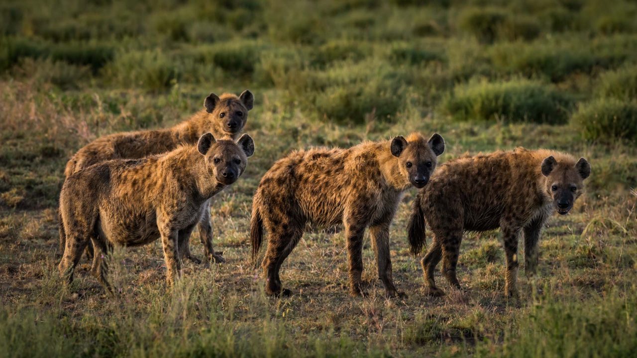 Clan of spotted hyenas around Lake Ndutu