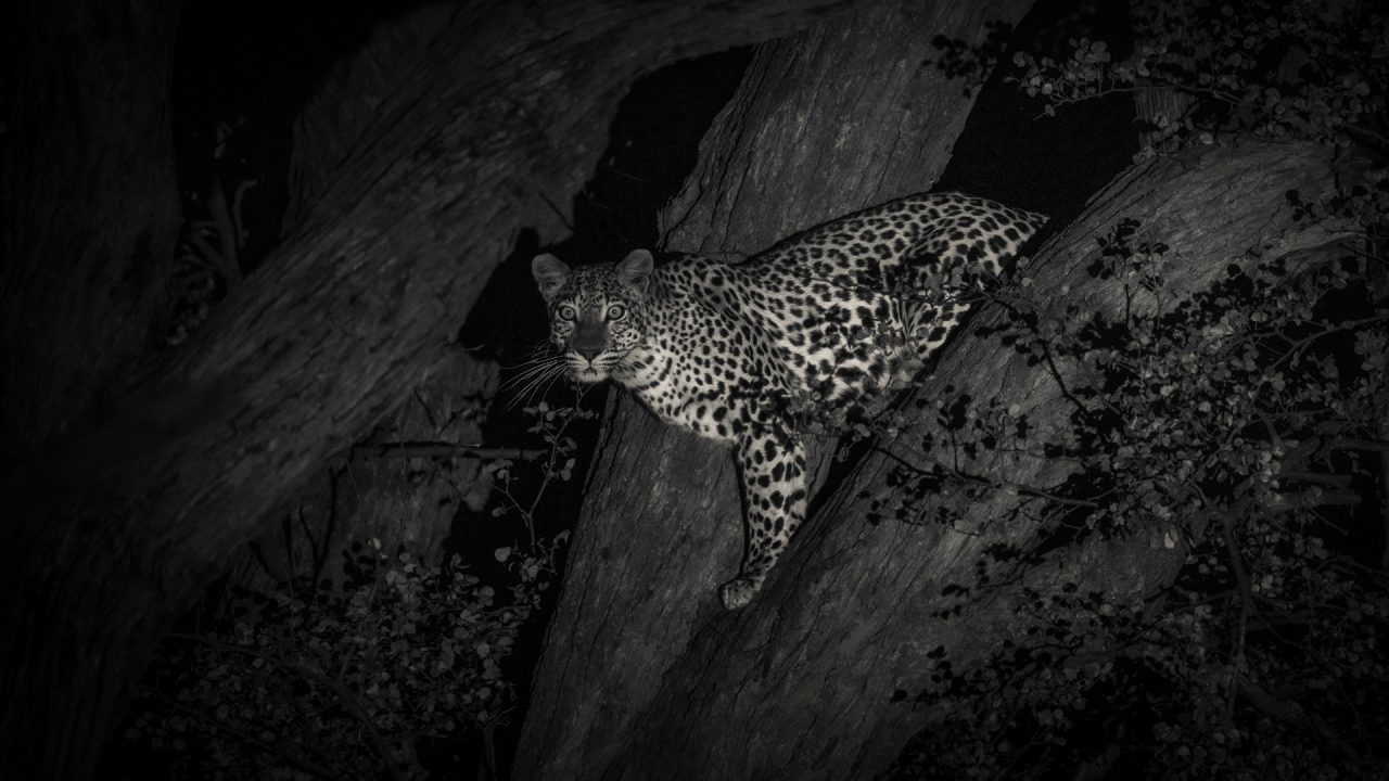 Leopard at night in Okavango