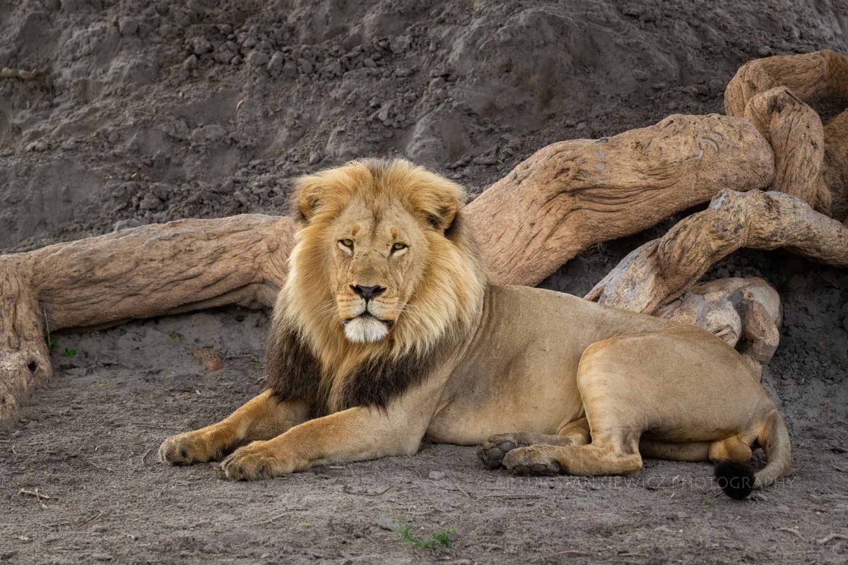 Male lion resting on the termite mound