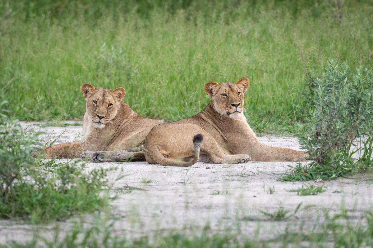 Two lionesses resting in Linyanti