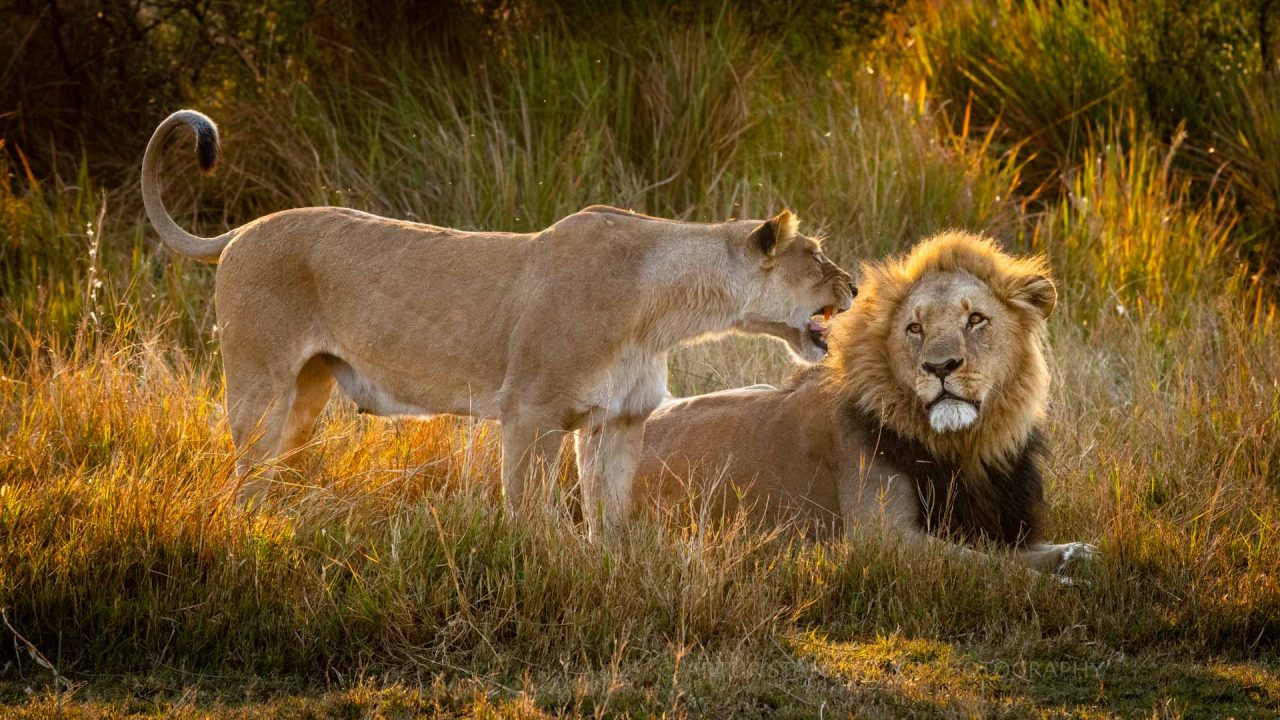 Lions couple interacting at dusk in Linyanti