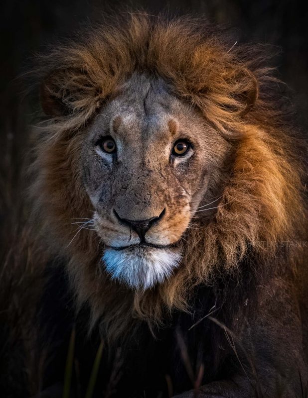 Portrait of a male lion after sunset in Okavango