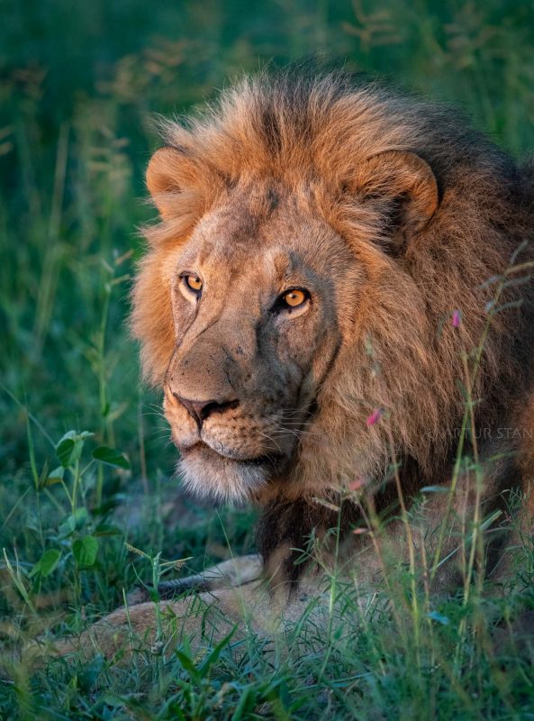 Portrait of a male lion at sunrise in Linyanti