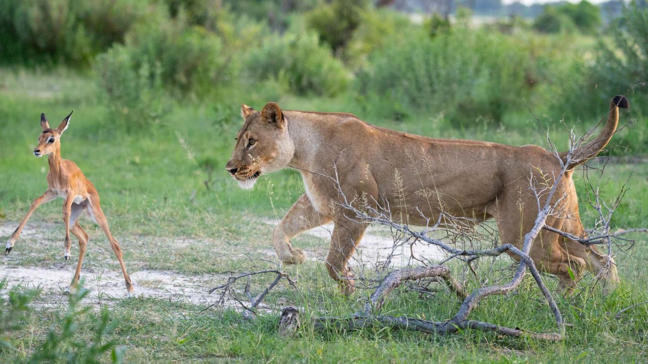 Lioness hunting young impala in Linyanti