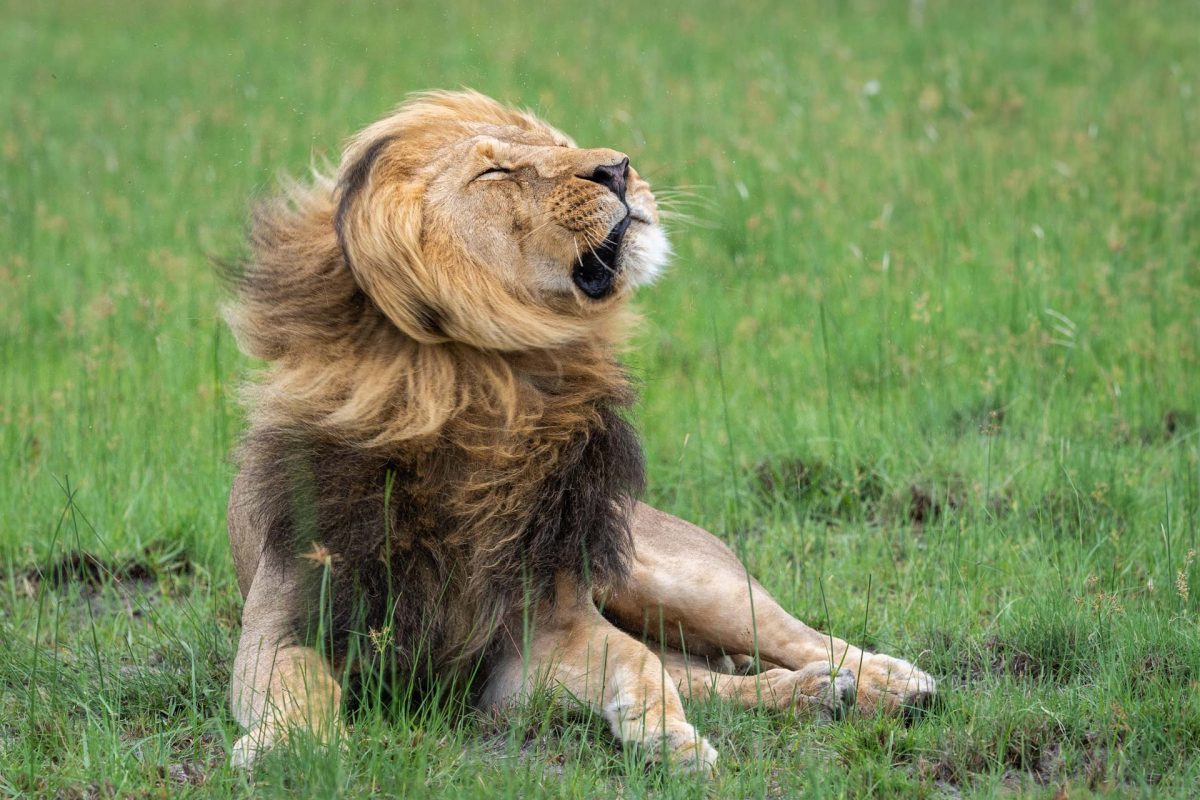Male lion shaking his mane in Linyanti