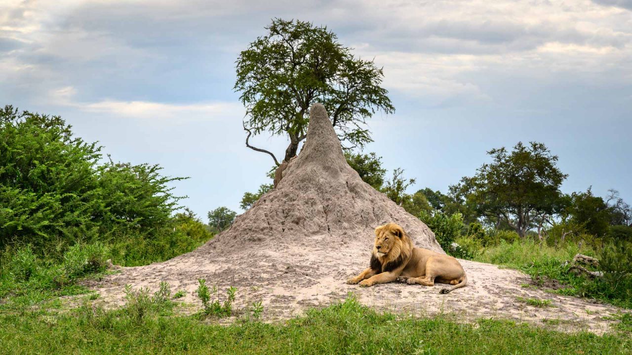 Male lion on a huge termite mound