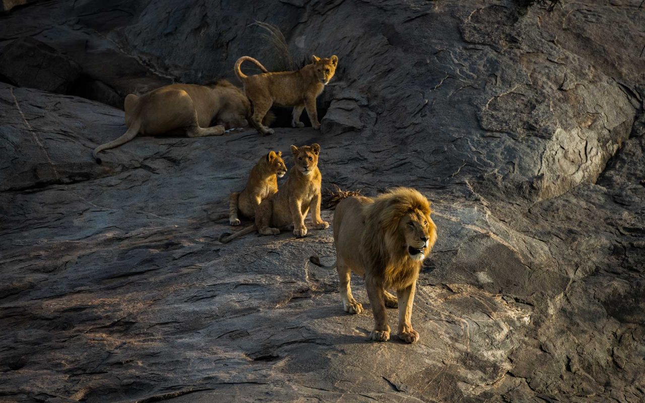 Pride of lions on the rocks of Serengeti