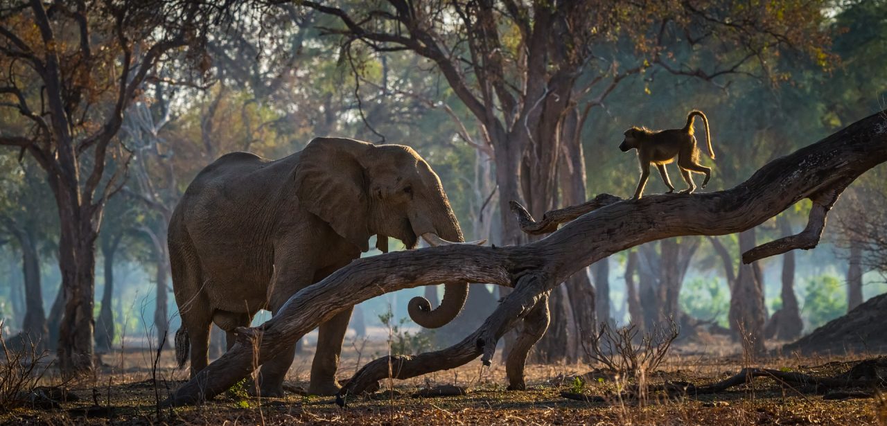 Elephant and a baboon in Mana Pools