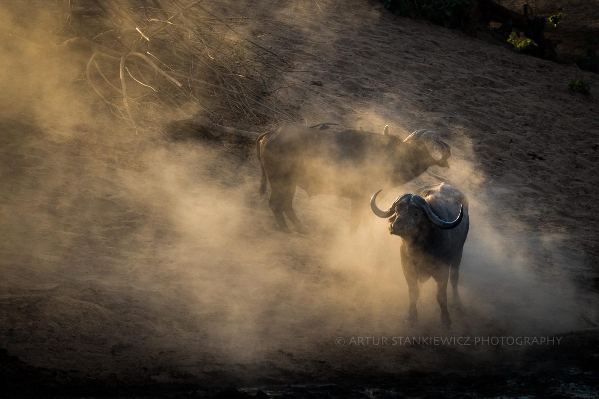 Buffalos in the dust in Chitake Spring