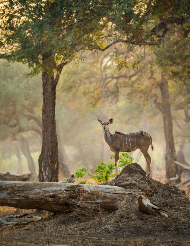 Morning in Mana Pools with kudu