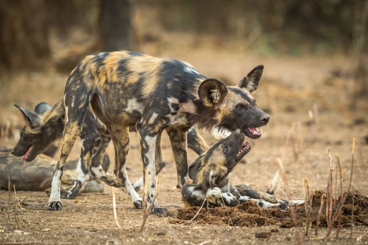 African painted dogs playing