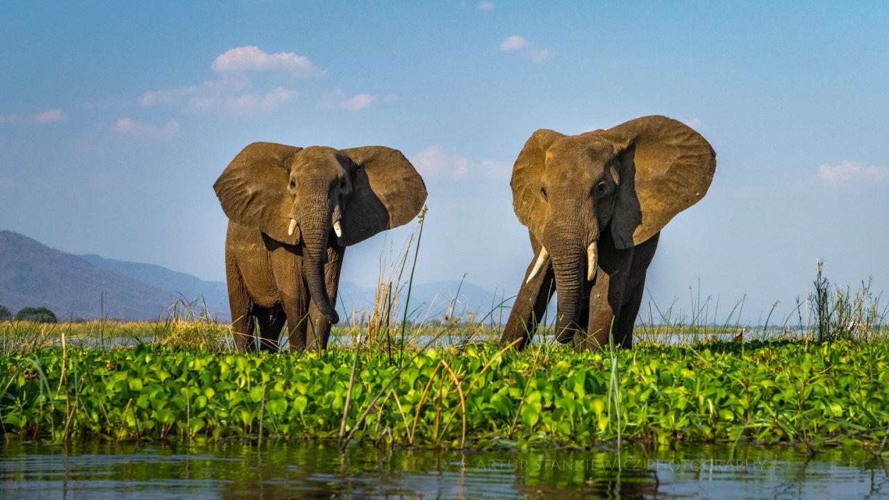 Elephants in the Zambezi river