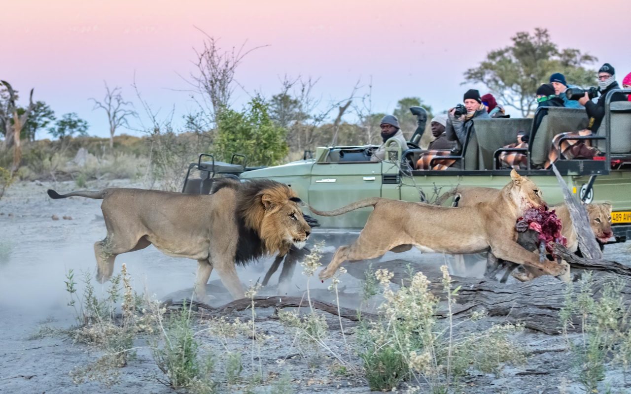 Lions chase in Okavango