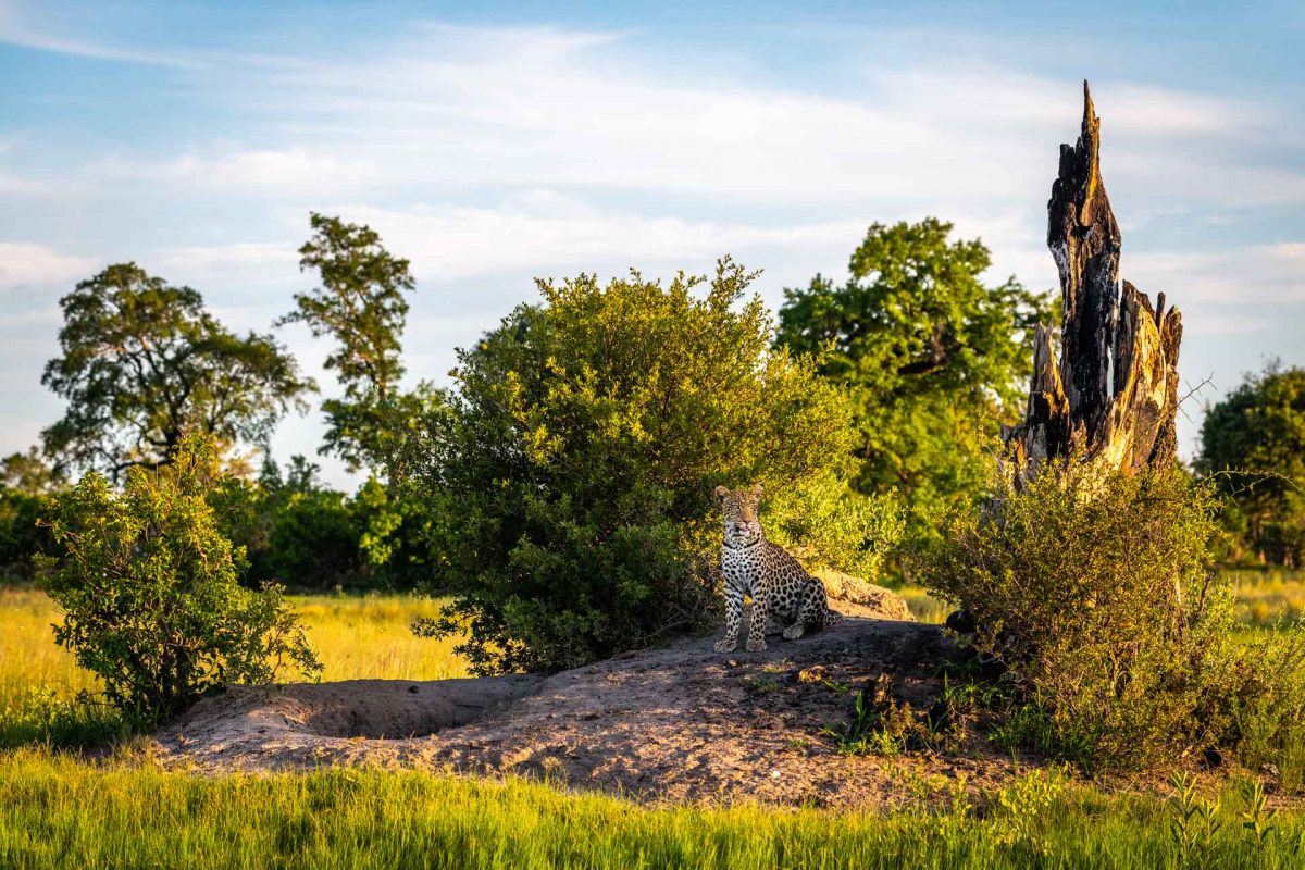 Leopard on a termite mound in Okavango
