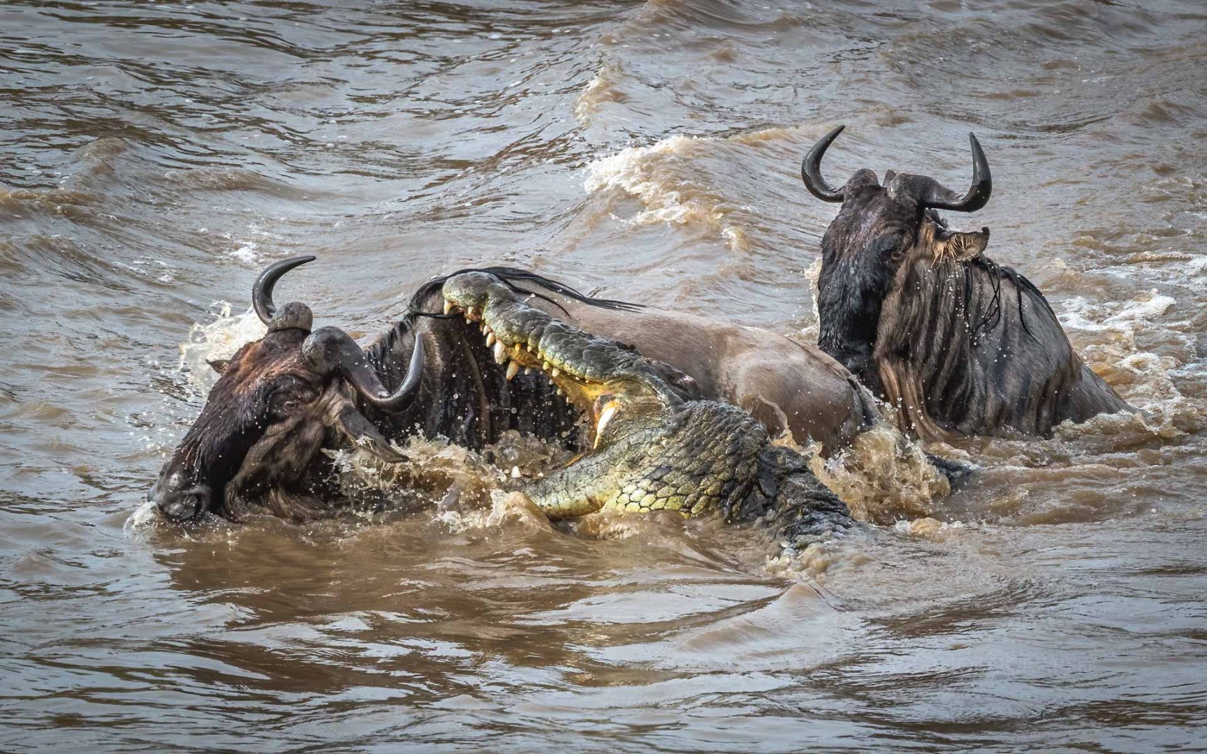 Crocodile attack during river crossing at number 5 in Serengeti