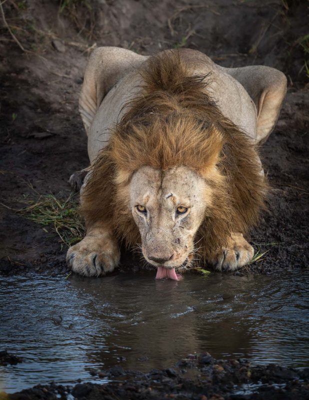 Male lion quenching its thirst in Serengeti