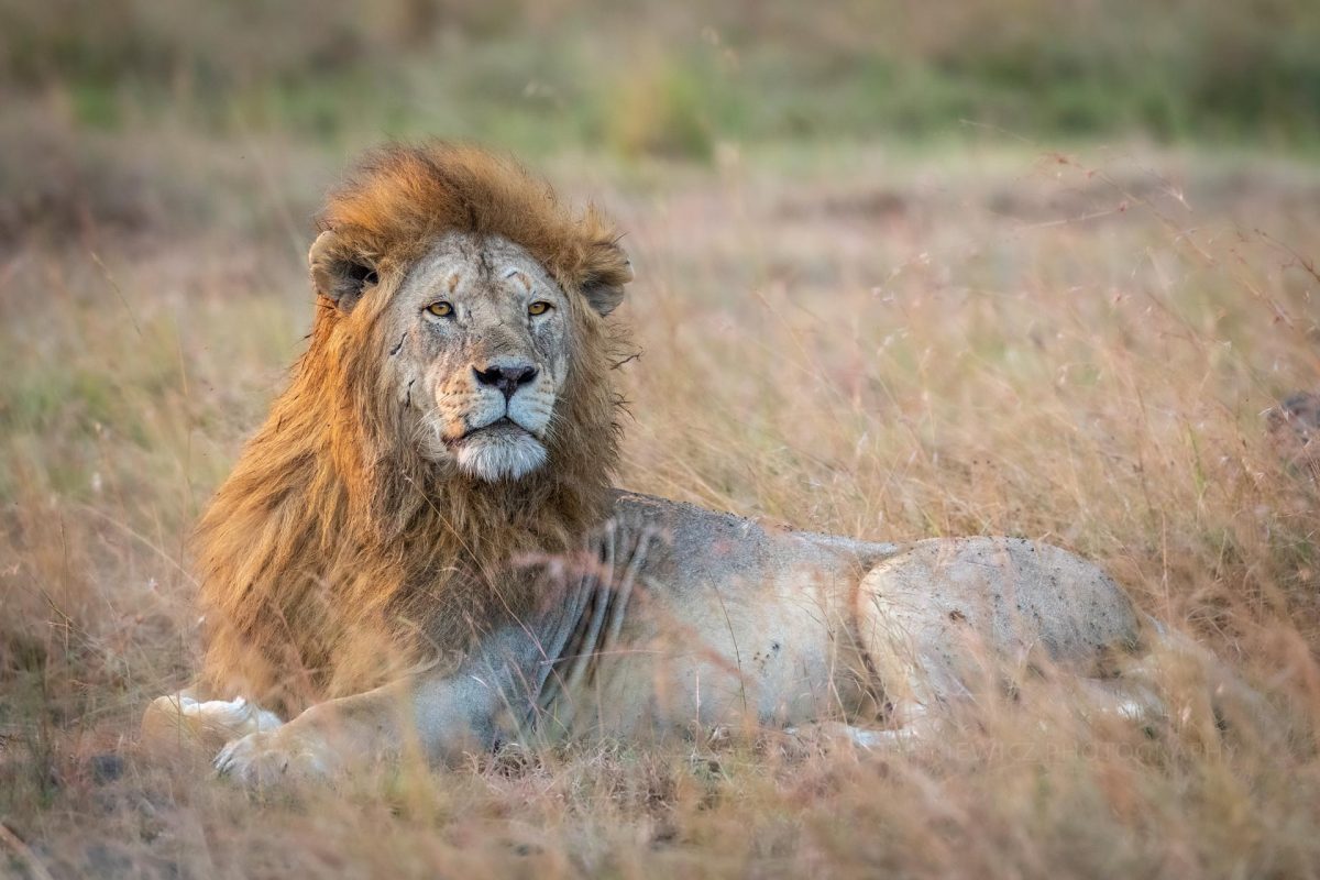 Male lion at sunset in Serengeti