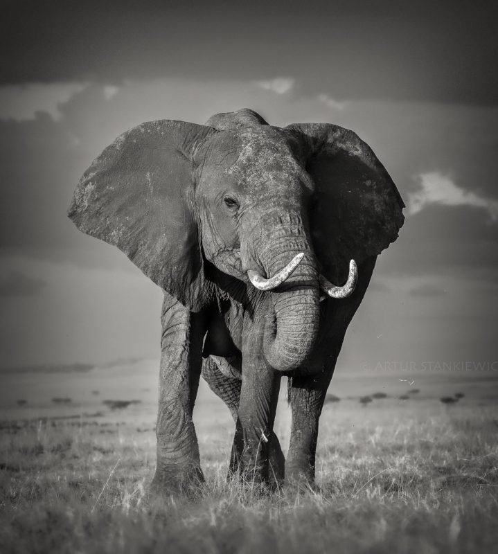 Female elephant in Serengeti