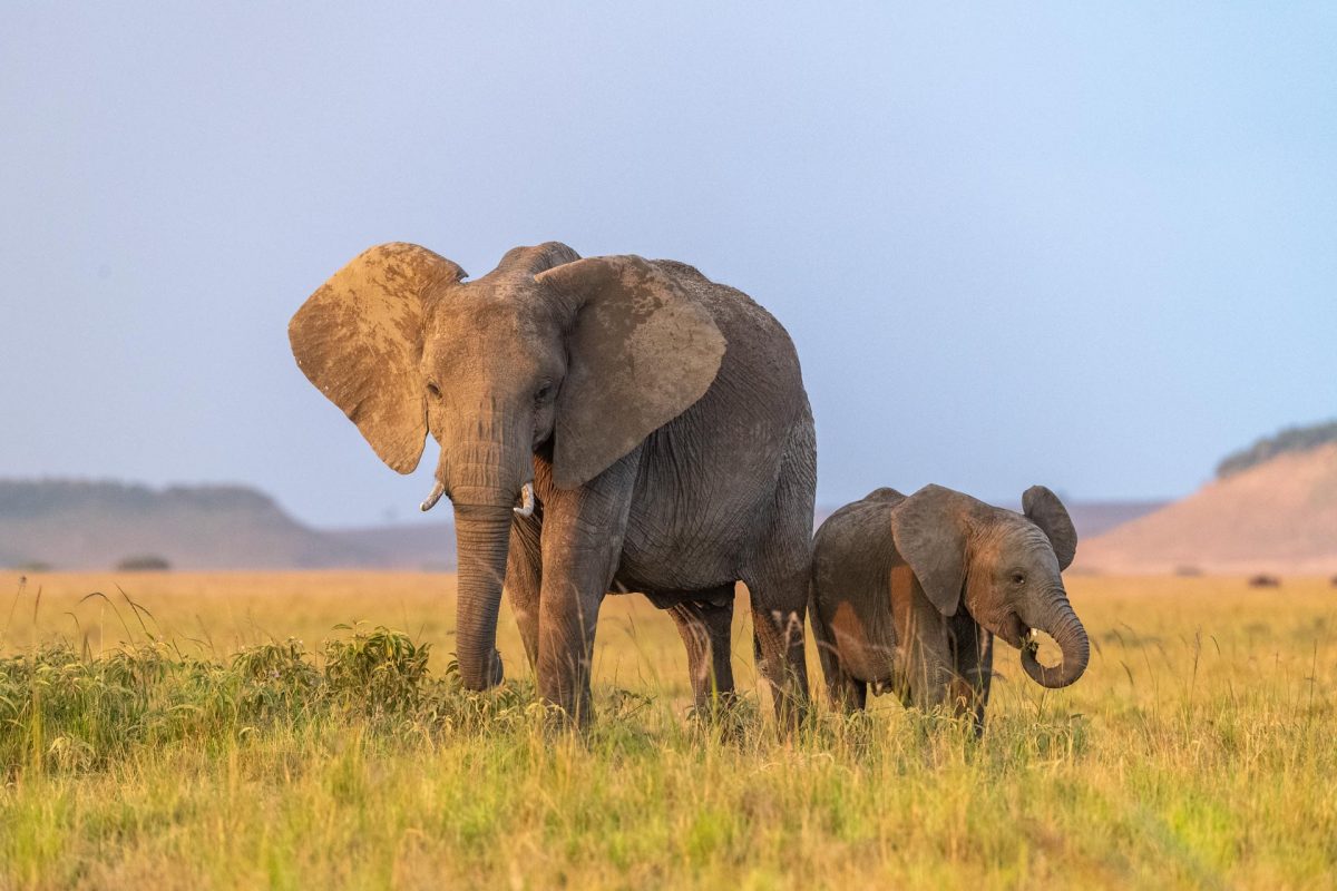 Elephants in Serengeti