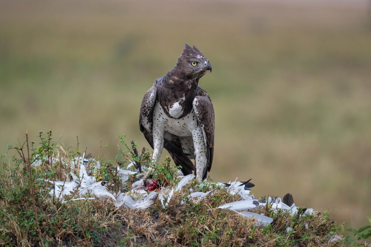 Martial eagle with a sacred ibis kill in Serengeti