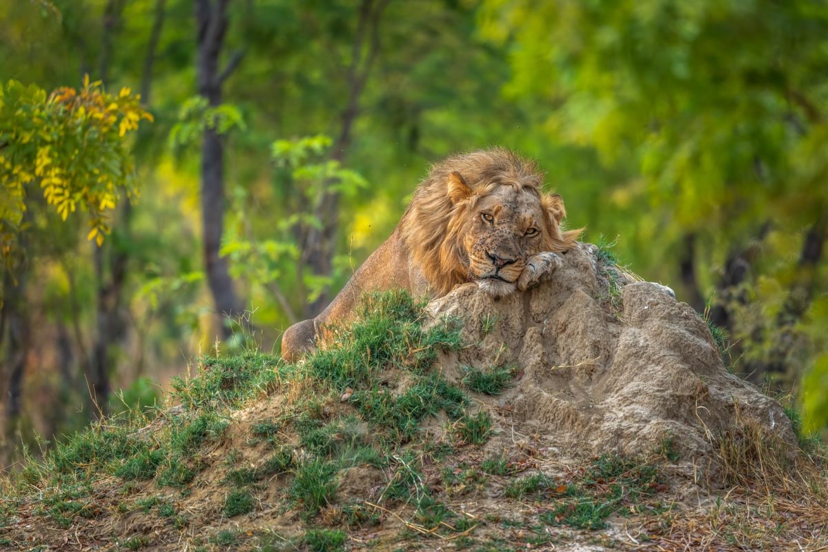Male lion resting on a termite mound