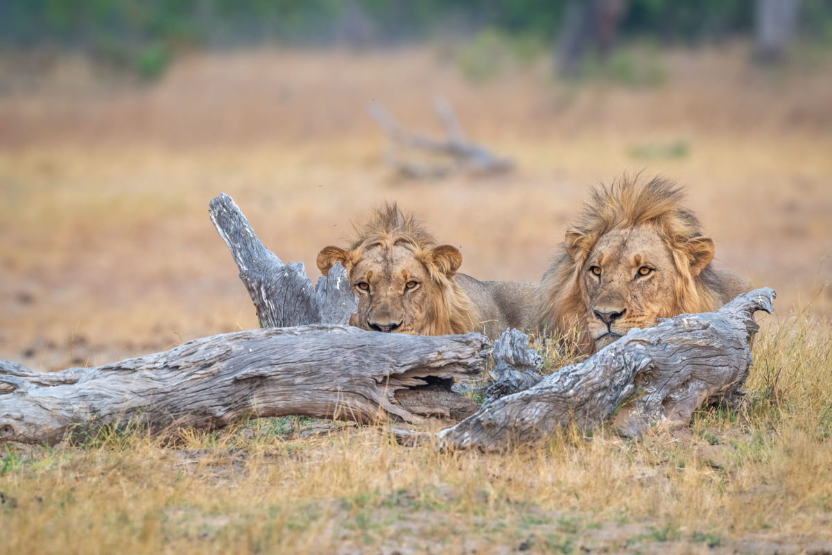 Male lions hiding behind the log