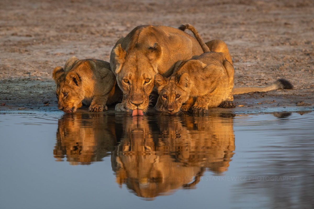 Lions drinking at the waterhole in Hwange