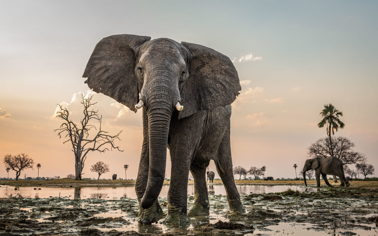 Close up of an elephant in Hwange