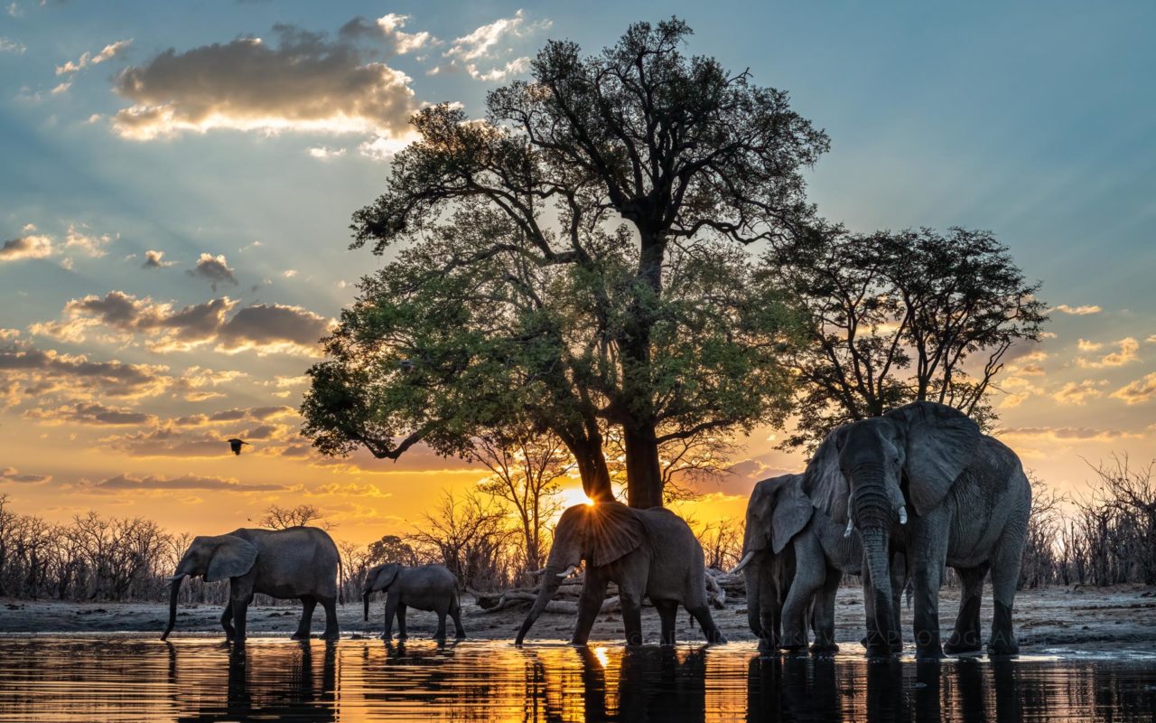 Sunset with elephants at the waterhole