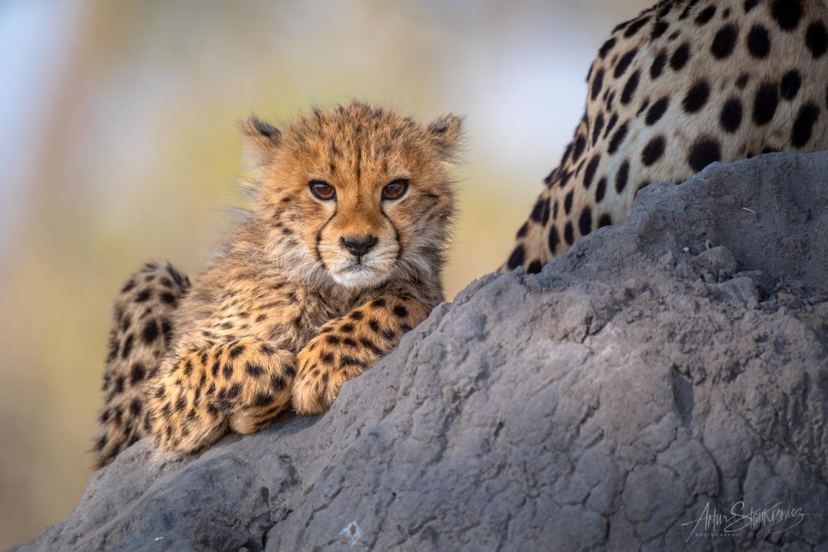 Cheetah cub on the termite mound in Okavango