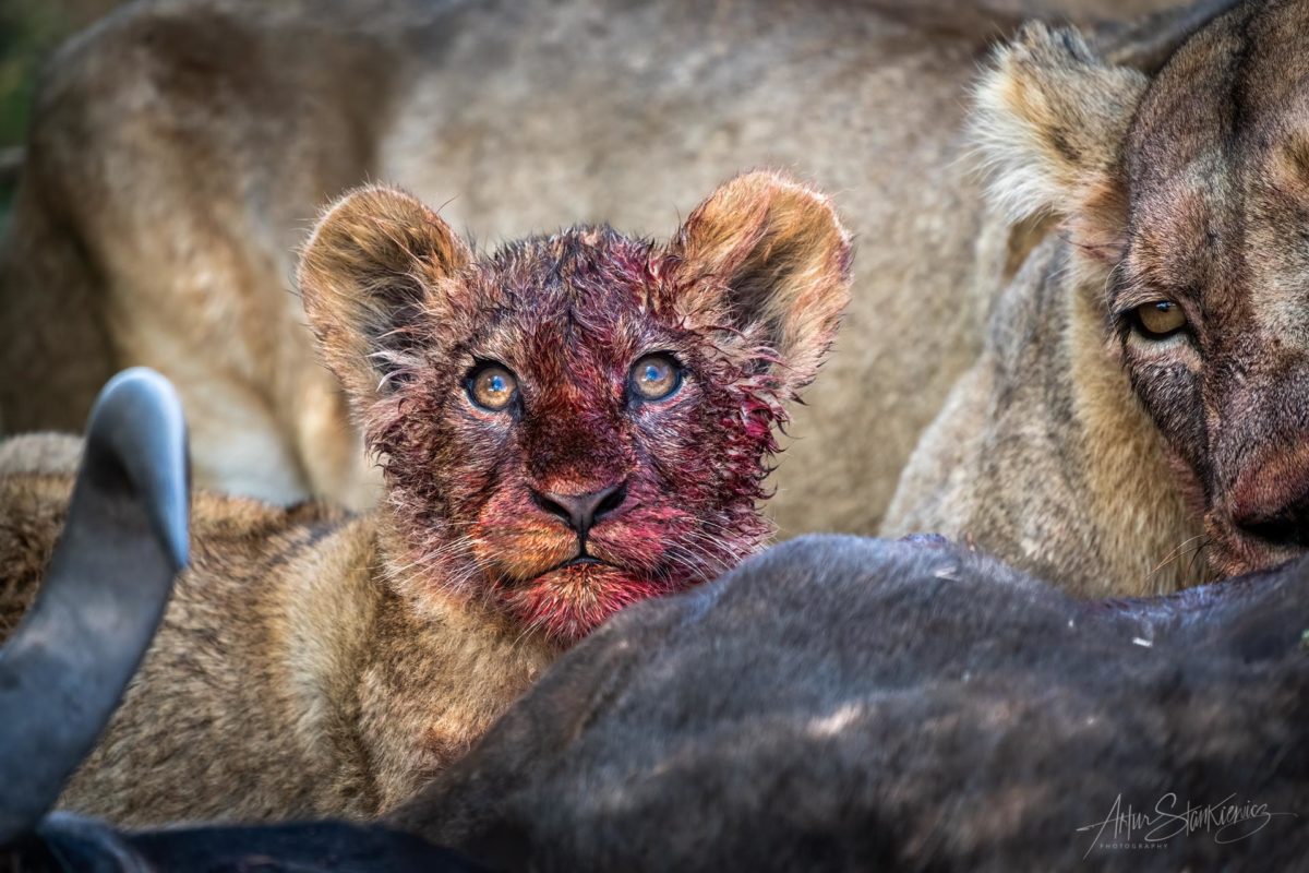 Lion cub at a kill in Okavango