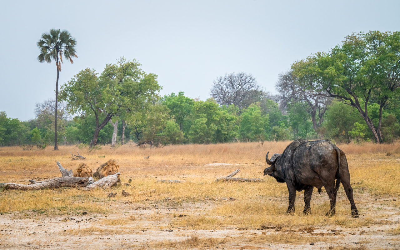 Standoff between lions and the buffalo