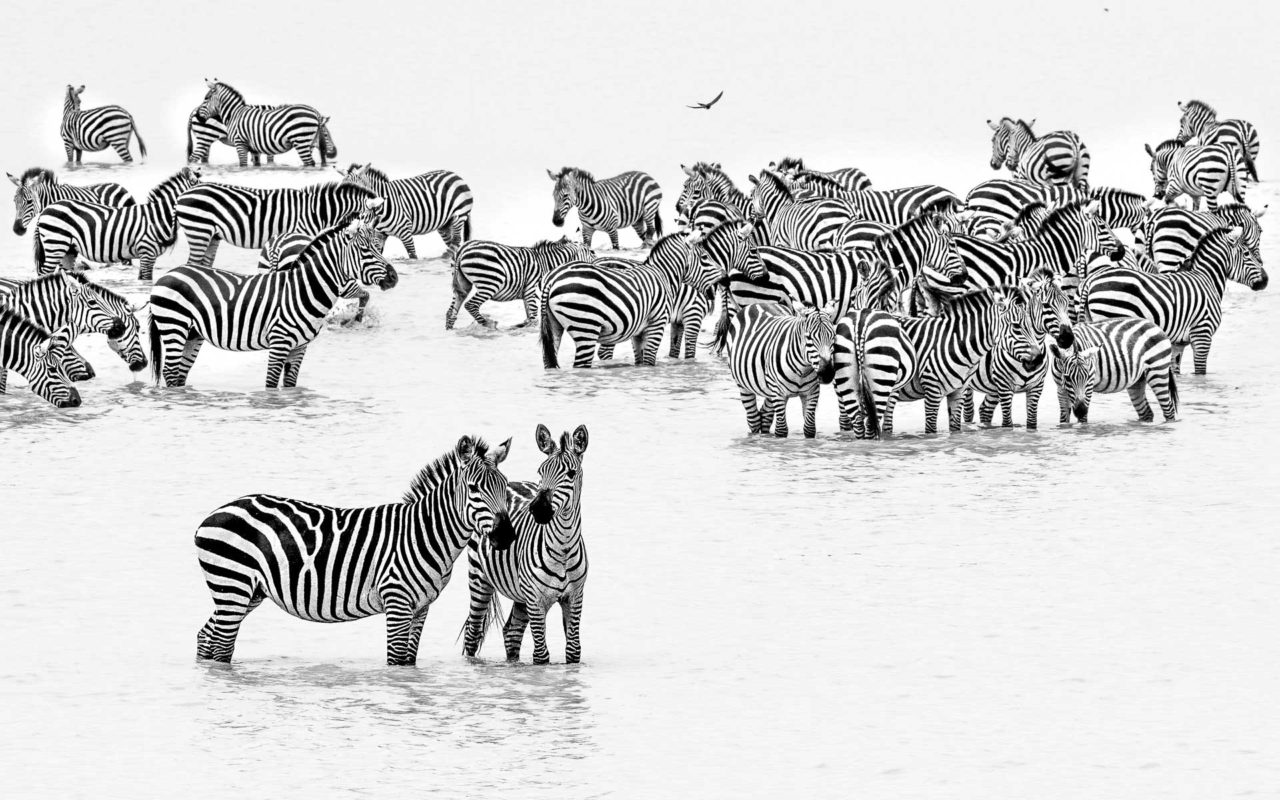 Zebras in Hidden Valley of Ndutu