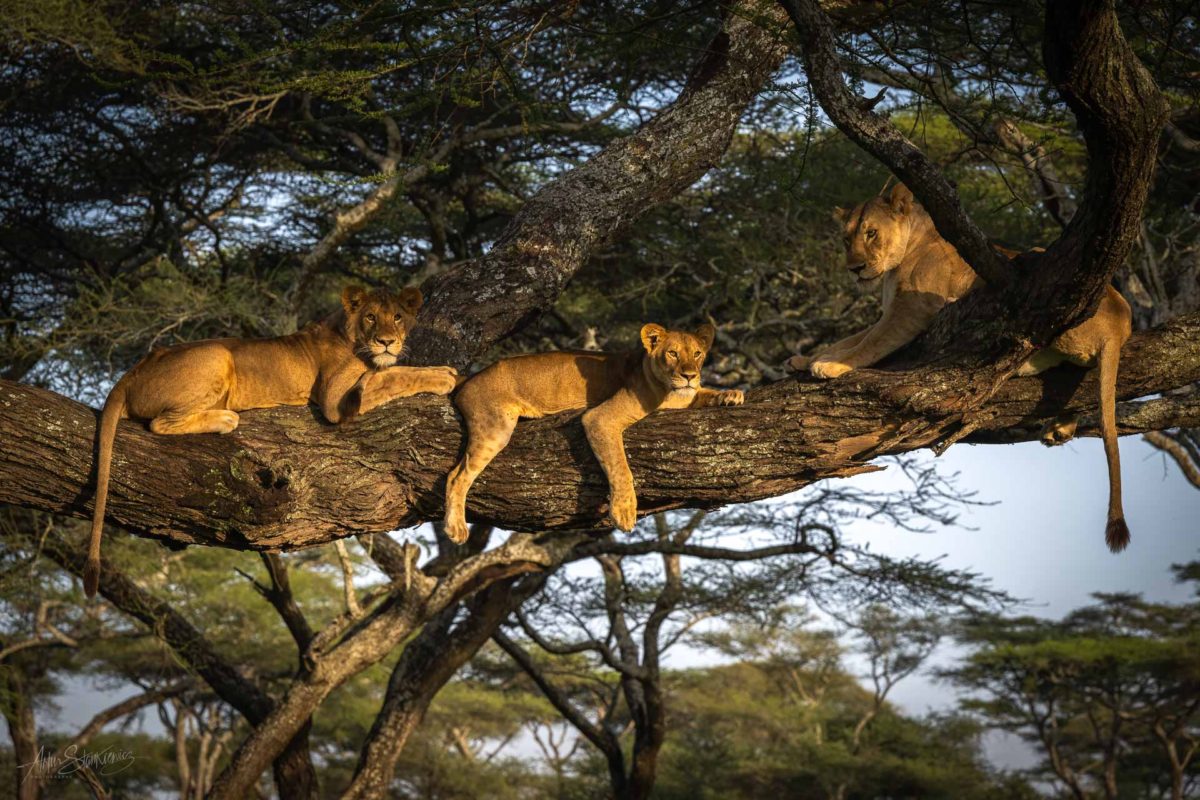 Tree climbing lions around Ndutu